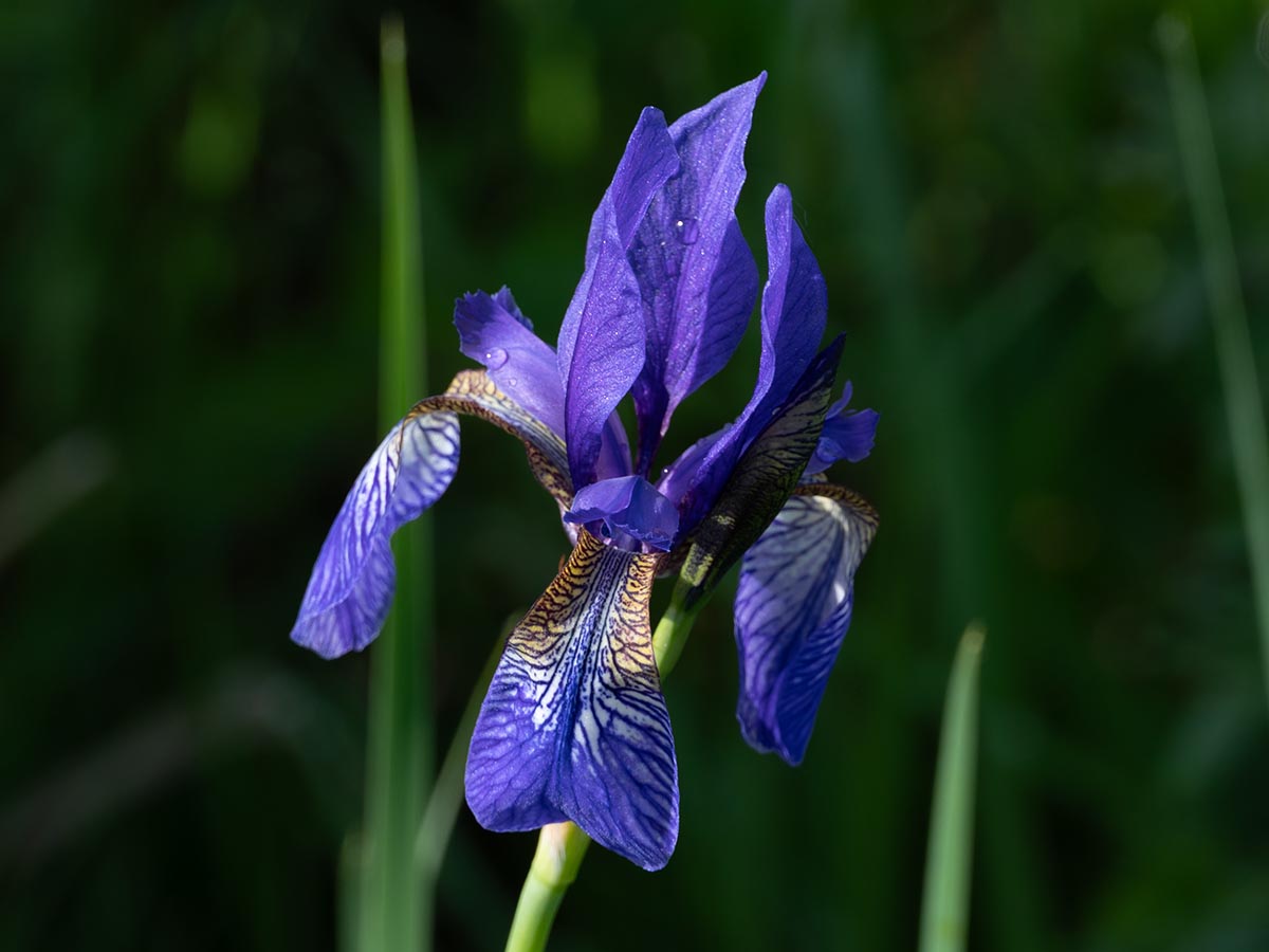 Blüte
